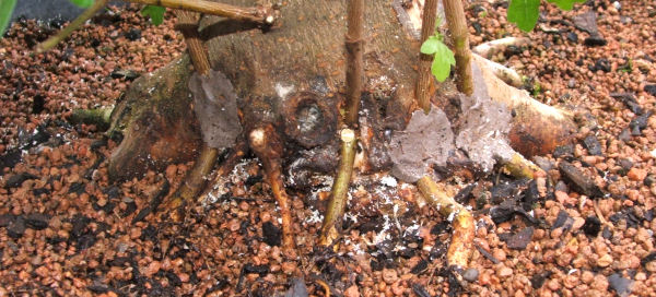 Acer campestre bonsai 